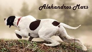 Champion English pointer: Alehandros Mars