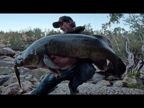 Giant gorge country river Murray cod. (Murray cod fishing Australia).