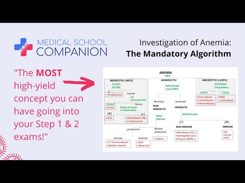Investigation of Anemia: The Mandatory Algorithm
