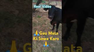 🙏Cows Ki Sewa Karni Chahiye 🐄 🙏#helppoor #shortvideos #helpingvideo #helpvideo #virlshort #viralshot