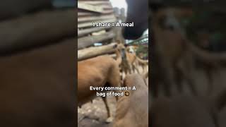 Donation link in bio to help #giveusourstolenmoneyback #puppy #dothingsyoudontwanttodo