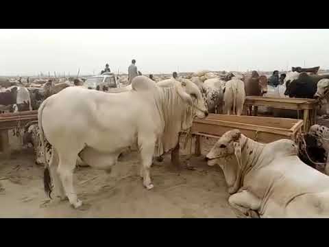 Sohrab Goth Cow Mandi Latest Updates 9th Aug 2018   Rates Updates Karachi Cow Ma