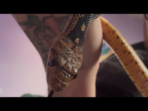 How I handle my defensive gopher snake