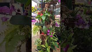 Orchids on a tree setup #ushasgarden #orchid #orchidslover #orchidcare #orchidworld #orchids #flower