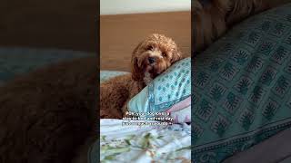 Our plan for today: zero productivity, maximum cuddles 🥰 #doglover #dogmom #doglife #pets #weekend