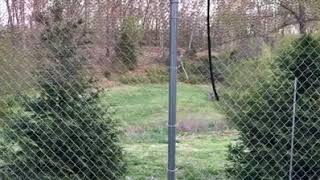 Deer Zoomies!