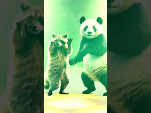Dancing raccoon and panda are showing off their disco moves