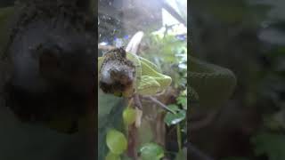 GREEN TREE PYTHON