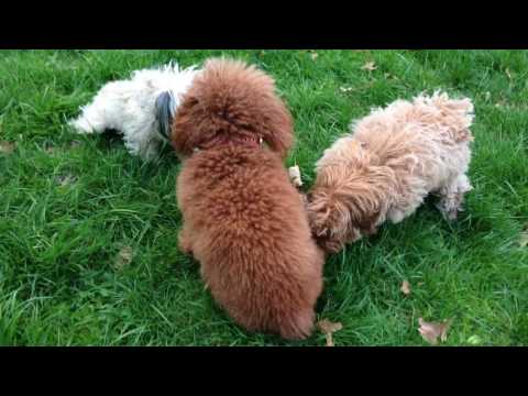 2014 april, hudson olive and another puppy continue playing