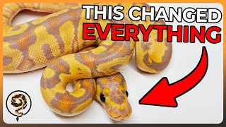 These are the Most Influential Ball Python Morphs of ALL TIME!