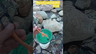 Yes you can take it all in one trip.  #prospecting tools