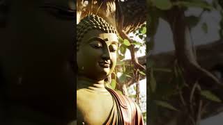 Buddha Meditation Under the Bodhi Tree 🌿✨ | Peaceful Spiritual Shorts