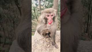 Monkey eat spicy chili #funnymonkey #funnymonkeyshorts #funnymonkeyvideos #funnymonkeysong #funny