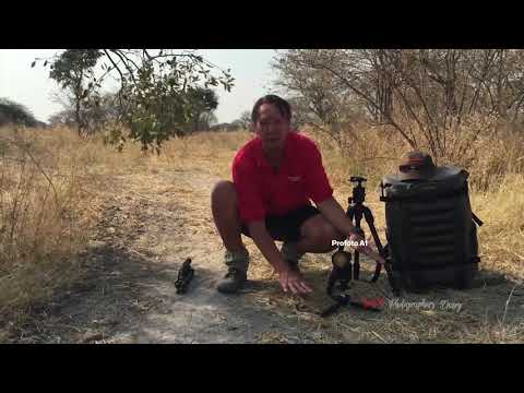 Wildlife in focus with Profoto and Manfrotto