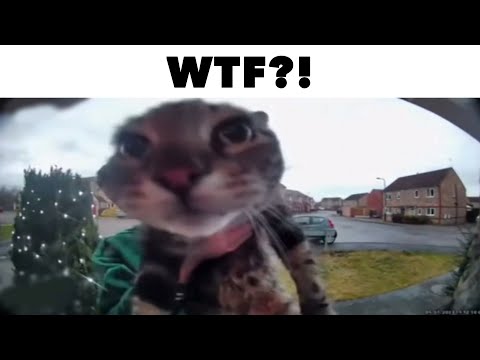 Cat Meows At Doorbell Camera