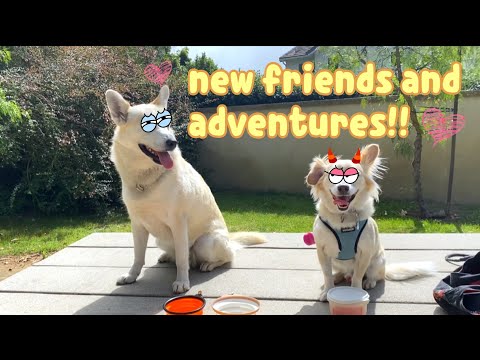 Coco’s Walking Vlogs: Play date at the Park and Meeting a New Friend!