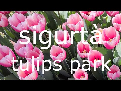 Tulip Bloom at Sigurtà Park PART 03 | Train Tour Through Italy’s Most Beautiful Garden 🌷🇮🇹
