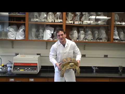 2009 - CVA : Tortoise biomechanics