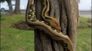 Python reticulatus climbing