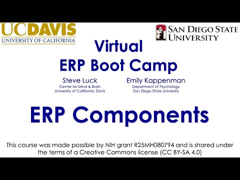 ERP Components 5-  Working Memory