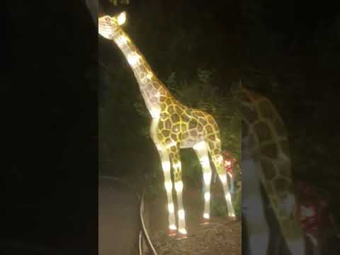 Giraffes from Wild Lights