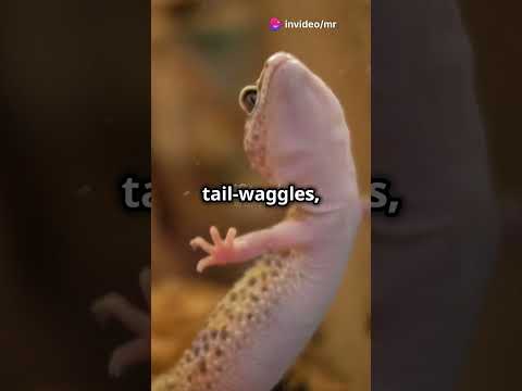 Meet the Leopard Geckos: Colorful and Captivating Reptiles! 🦎🌟 #wildlifeplanet #animalfacts #animals