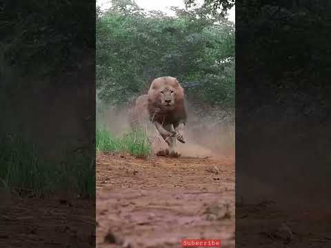 King attitude of running  #attitude #love #animals #foryou #lion #share #lion #lionking