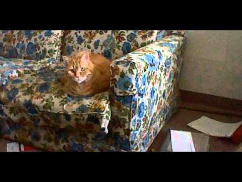 Sitting Cat