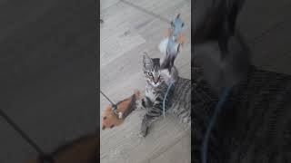 #catgram #cute #playtime #funtime #kitten