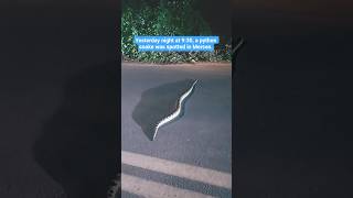 Yesterday night at 9:30, a python snake was spotted in Merces #pyhtonsnak #reels #viral  #25kviwes🙏