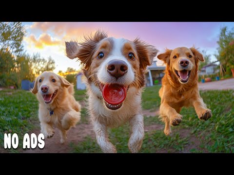 12 HOURS of Dog TV for Dogs to Watch🐶🌈Relaxation & Healing Sounds for Anxiety Relief💖🌈Pet Music