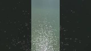 Why Water is Transparent ?