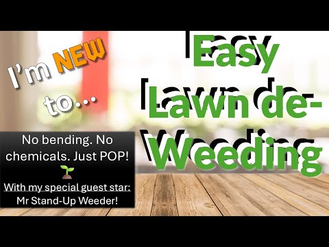 De-Weeding My Lawn Without Bending! | Catsear & Ragwort Gone for Good 🌱