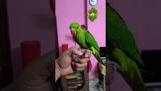 Training Time #birds #birdslovers