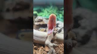 Precious the Royal Python yawn compilation 1 #snake #reptiles #python