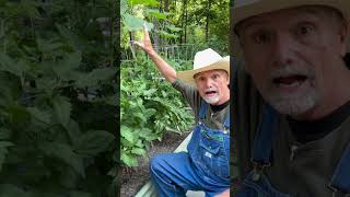 How to prune Determinate tomatoes! #tomato #garden #pawpawridge