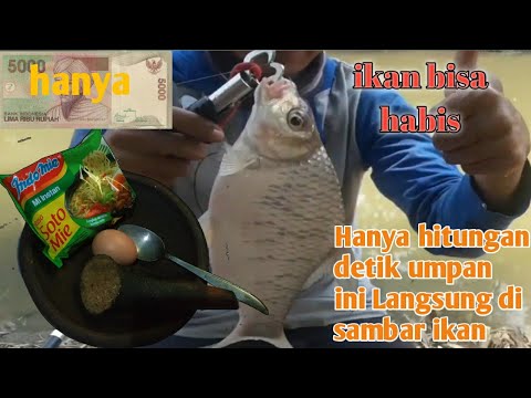 mancing tawes babon pakai umpan jitu mie instan campur telor...joooshh