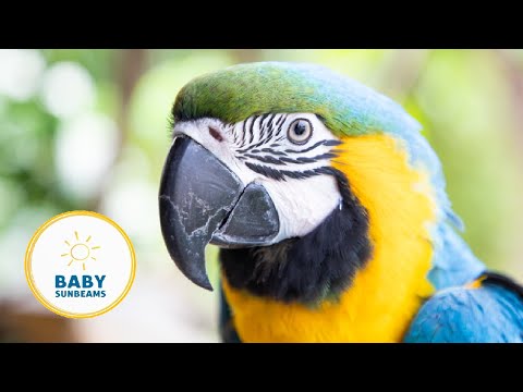 Let's Visit The Zoo | Baby Learning | Learn Words, Animals, Colors, and More!