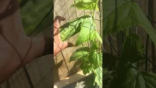 First Harvest ​#lifeinamerica