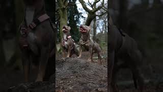 PITBULL DOG #pitbull #bulldog #shorts #viralvideo #dogsatting#dogmodel#doglife#dog_features#doglove