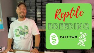 Breeding Ball Pythons: Follicular Development