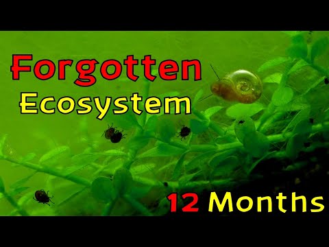 I FORGOT this 1 YEAR OLD Ecosphere even EXISTED! │ Homemade Ecosphere 1 YEAR update! (12 Months)