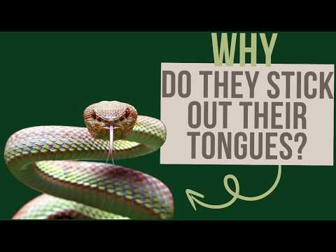 Mystery Solved: Snakes' Tongue Behavior Explained