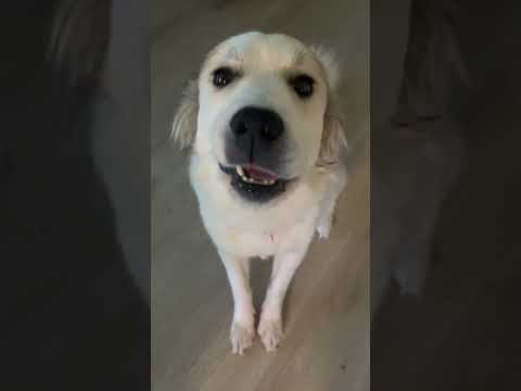 Yummy yummy yummy dog safe doughnut 🍩 