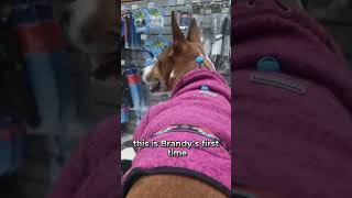 Brandy's First Ride at Bass Pro Shop #dogfriendlytravel