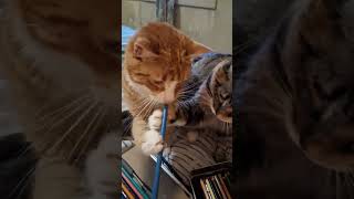 They just want to eat my pencils 🐈#catcontent #catcompilation