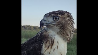 Are Your Household Pets in Danger from Raptors?
