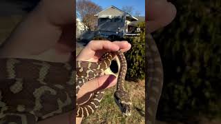 Hypo Het Stonewashed Bredl’s Python