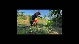 Harvesting Spinach After Writing Code | Remote Developer Life in the Province