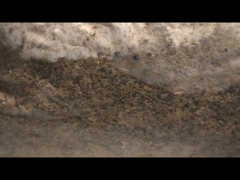 my pet pleurotus/oyster mushroom mycelium timelapse
